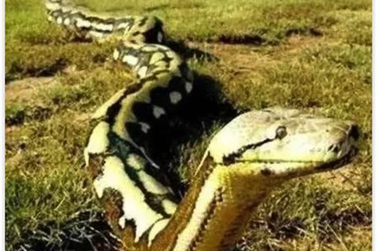 经常梦到死去的亲人