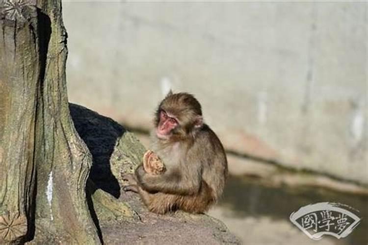 属猴今年运势怎么样