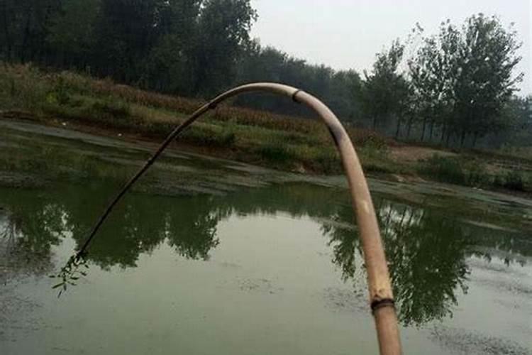 生肖虎如何巧用植物旺财运