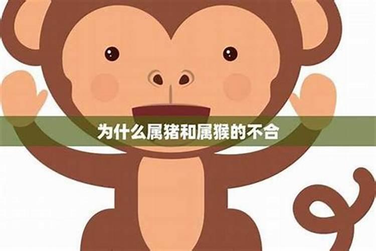 猪和猴相配吗