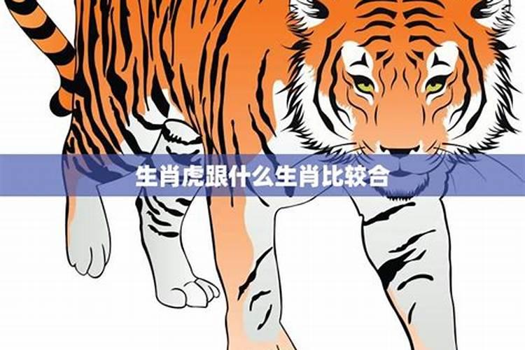 属虎和什么属相最合得来