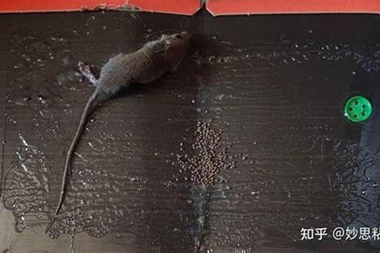 属狗的11月份运势