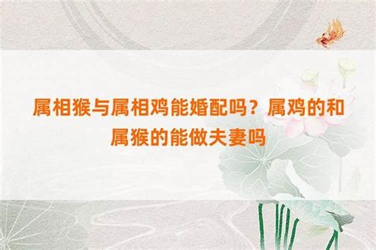 猴子和鸡属相相合吗