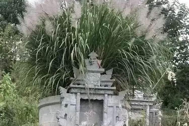 梦见别人家大树倒了的预兆