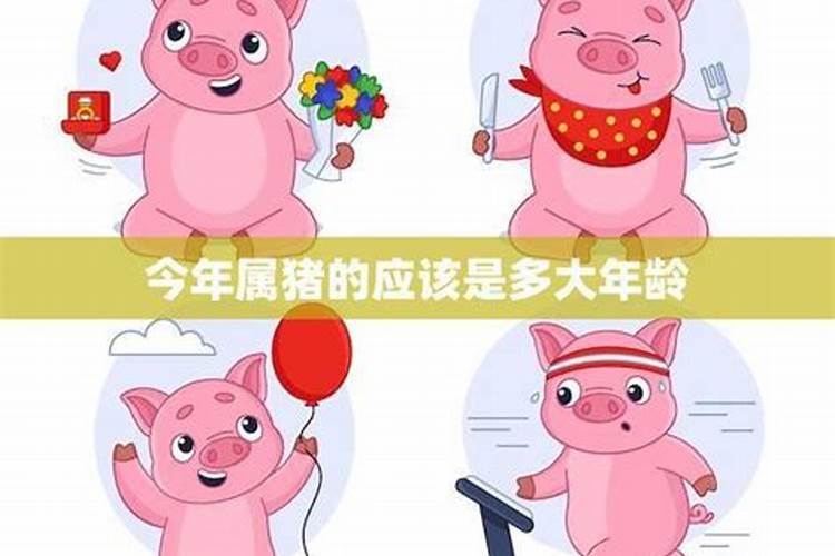 属猪的年龄表
