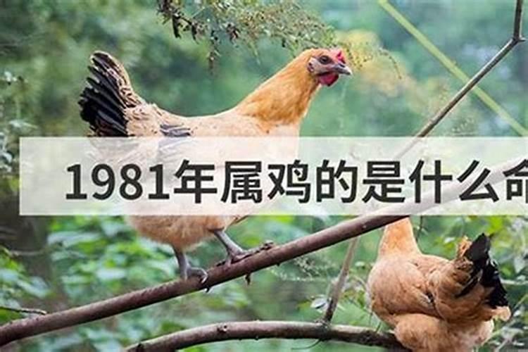 1981年属鸡是木命还是金命？