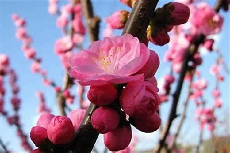 风水催桃花运最快的方法客厅放鲜花可旺桃花？