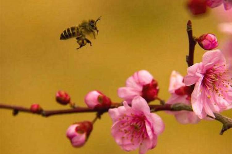 招桃花运的方法大全