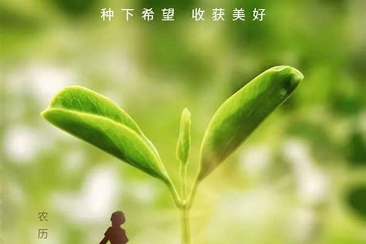 91年的羊2025年运势