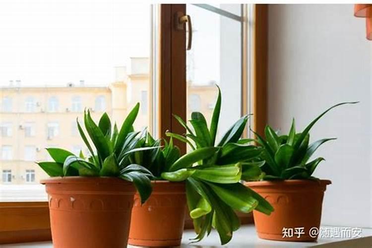 从风水学角度来说在家里放什么防小人