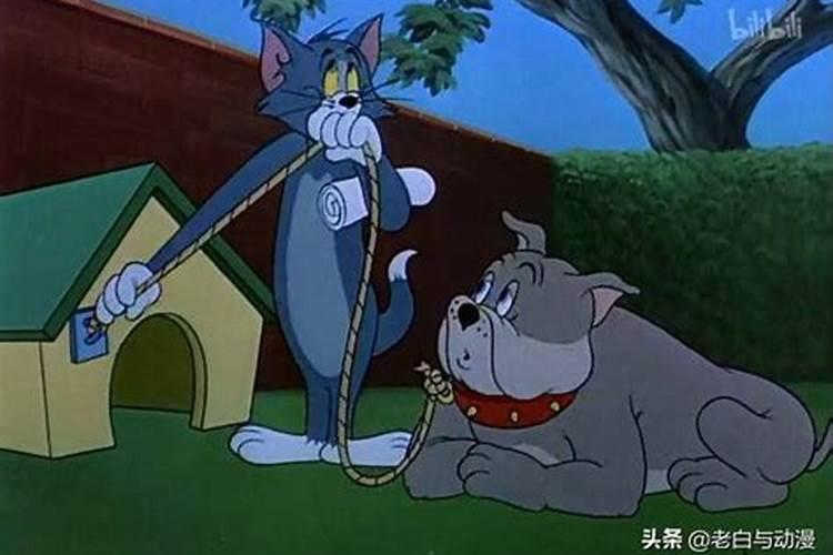 梦见猫吃老鼠
