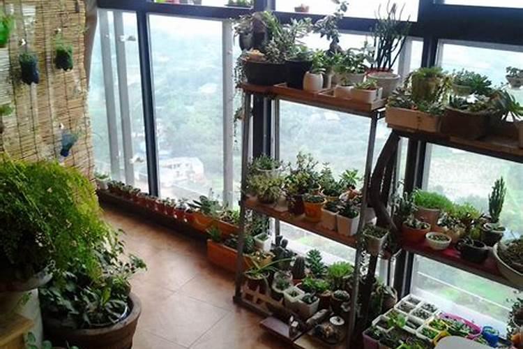 详解厂房的植物旺财风水