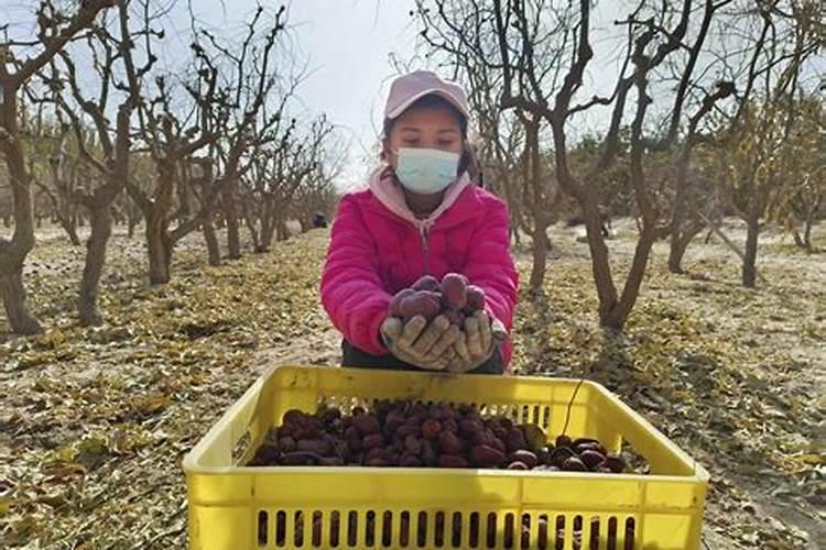 梦见女人采摘很多大枣