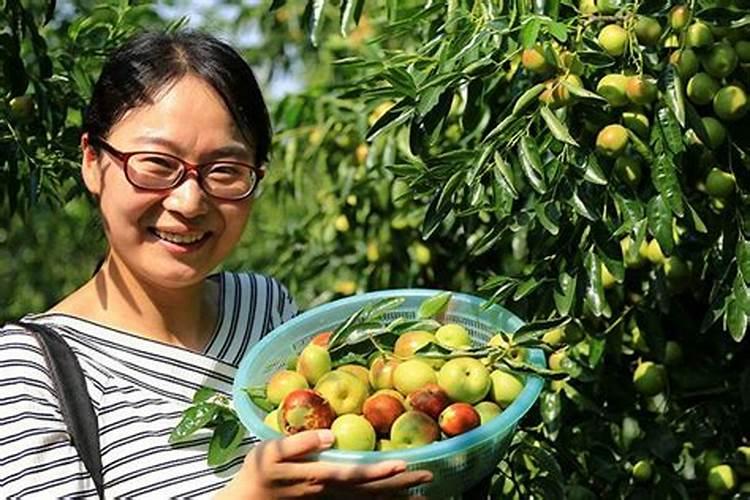 梦见和别人一起摘枣什么意思做梦梦见和别人一起摘枣好不好