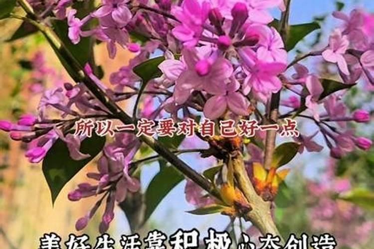 86年男虎和87年女兔婚姻状况,87年女兔跟86年男虎相配吗