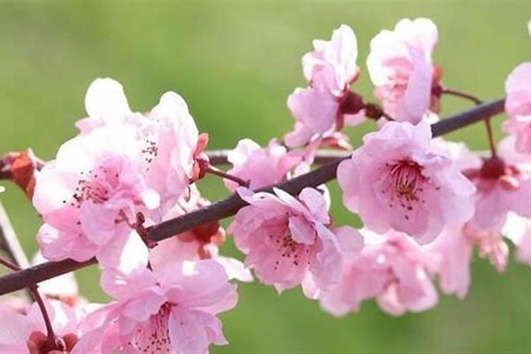 桃花旺是什么意思