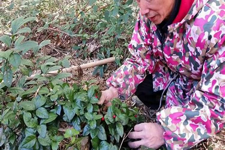 属鼠人易居楼层,鼠年鼠的运势及运程