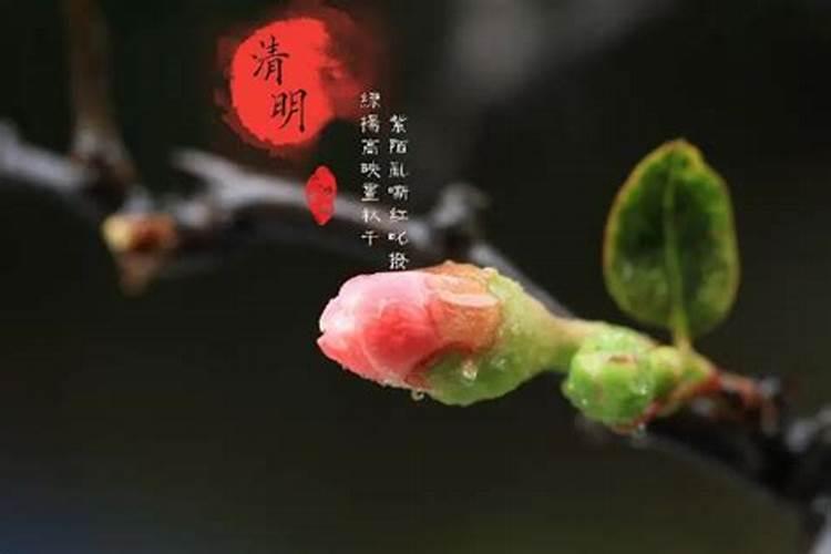 什么生肖与清明节有关