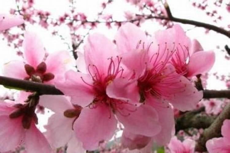 桃花阵多久有效 玄关气运布局可提升桃花运？