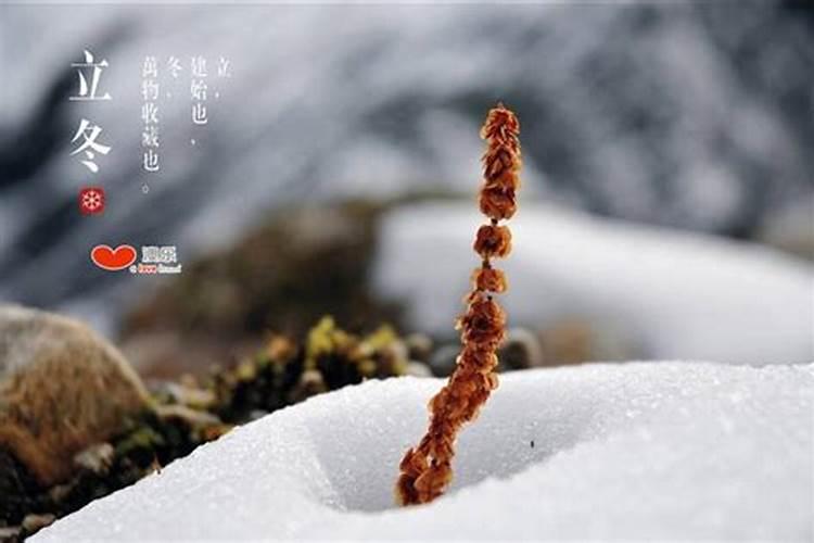潮汕立冬吃什么:食蔗、炒香饭的由来与注意事项