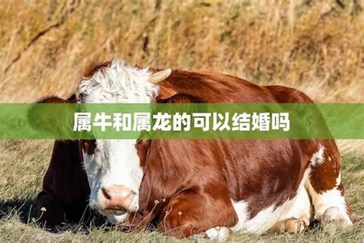 男属马配什么属相最好