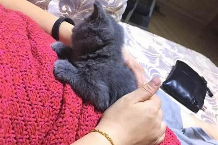 梦见猫咪生小猫难产死了