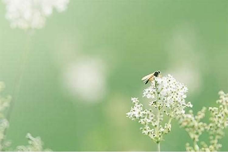 为什么说元宵节是情人节