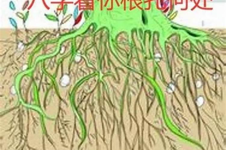 算命 扎根晚 需换替身 是怎么回事