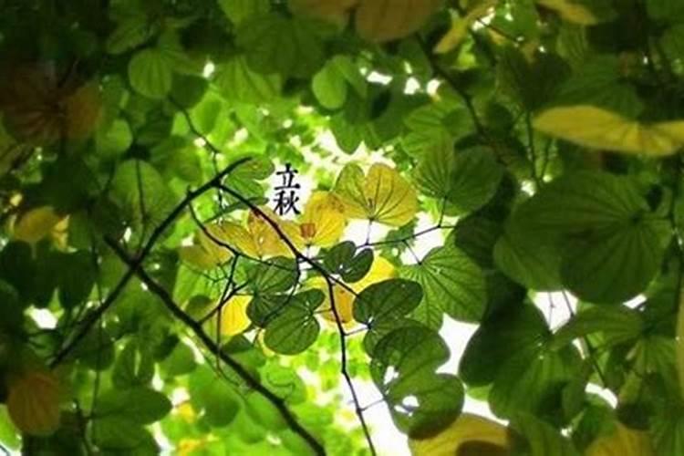 帮我测一下我的五行属什么,适合住哪一层,哪个方位,我1976年8月15日12...