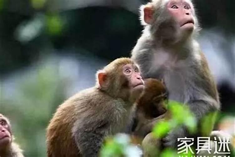 天秤座猴今日运势查询