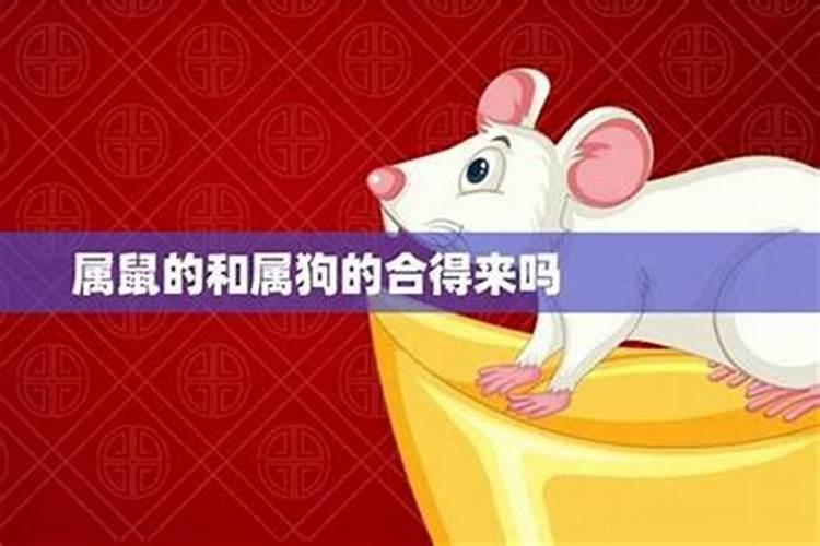 属狗和属鼠的合不合