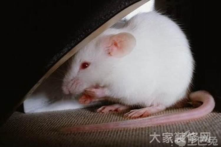 腊月初八是什么日