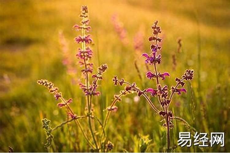 梦见刮风是什么兆头？
