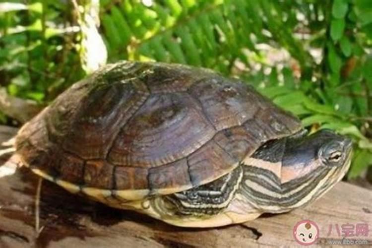 放生的时间和注意事项