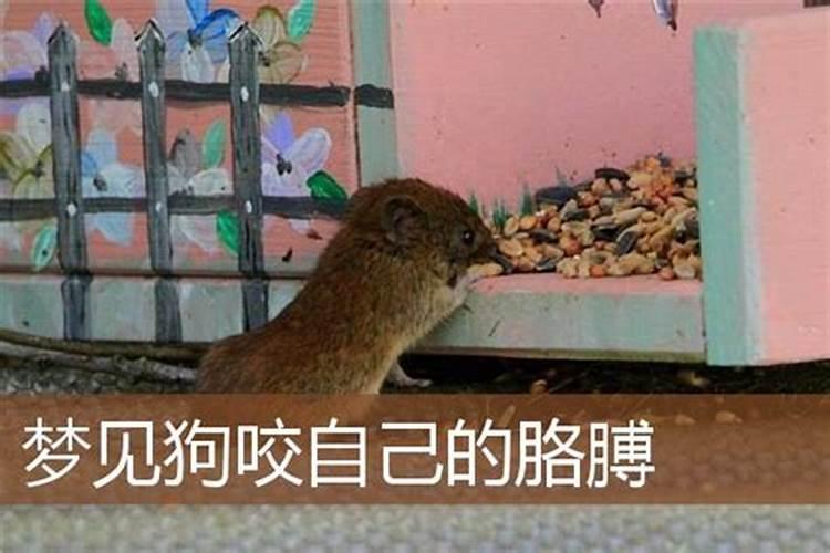 女人梦见狗咬别人是什么预兆