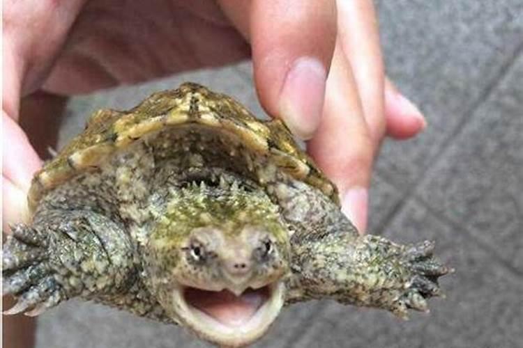 梦见解涨水冲来木头