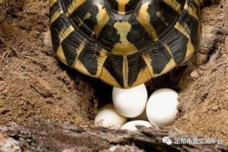 算命说孩子犯离母煞是什么意思