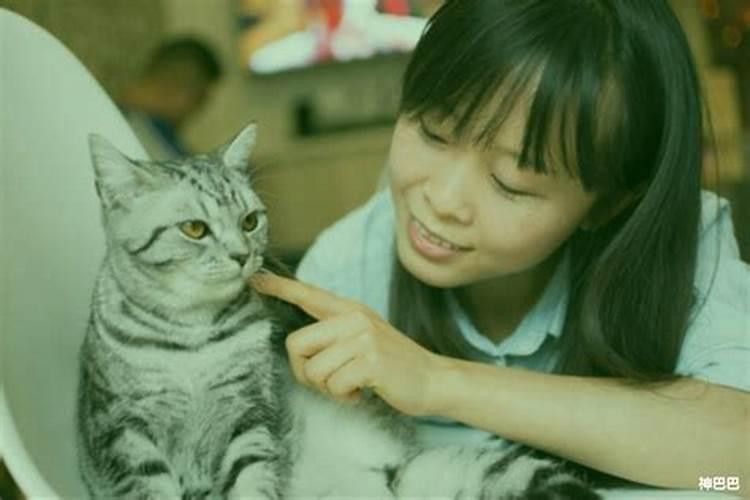 鼠年养猫好吗