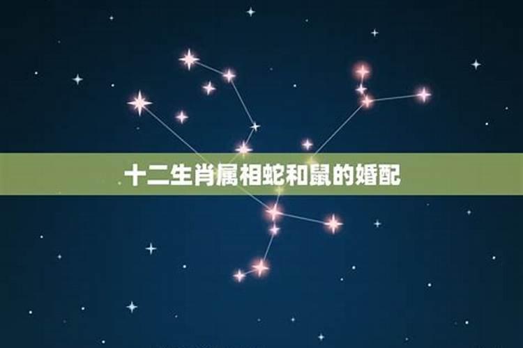 女蛇男鼠属相婚配好吗