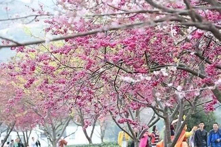 三月三庙会一览表