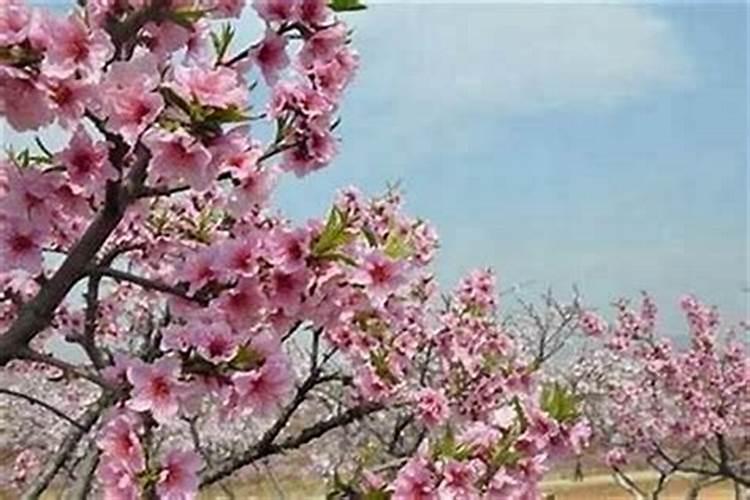 易学大师解说:生辰八字中桃花的命理