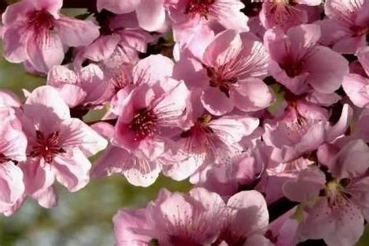 八字带桃花是什么意思