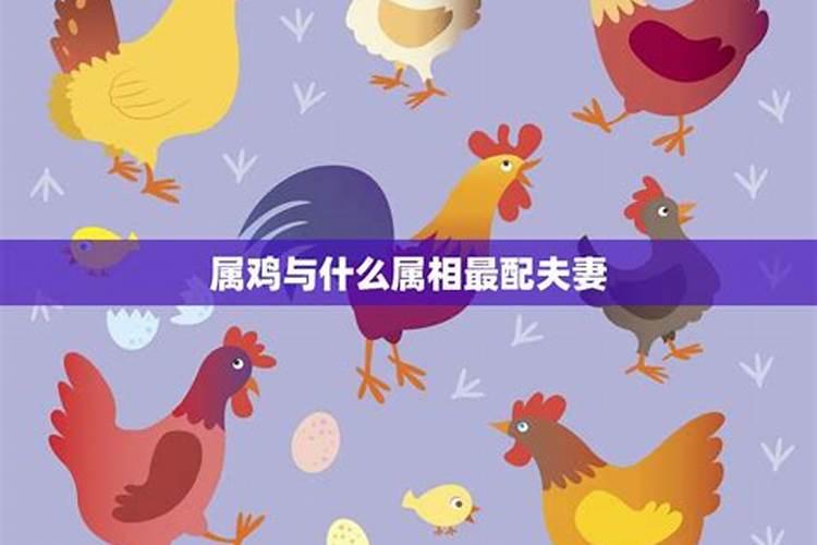 属羊和属鸡婚配合适吗