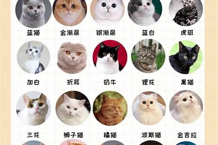 请风水老师看一看,这样的房子的风水,可以买吗？