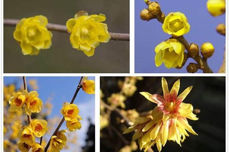 梅花和腊梅花、酸梅花的区别是什么？