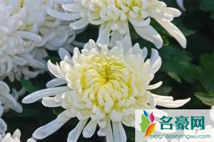 过小年那天适合烧香拜佛求菩萨保佑吗