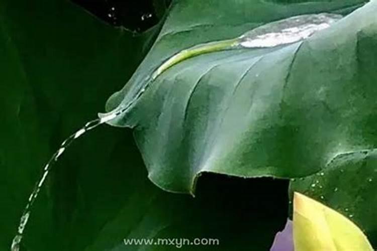 梦见自己生了一个男孩而后死了