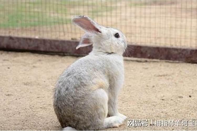 六三年属兔一五年命运如何