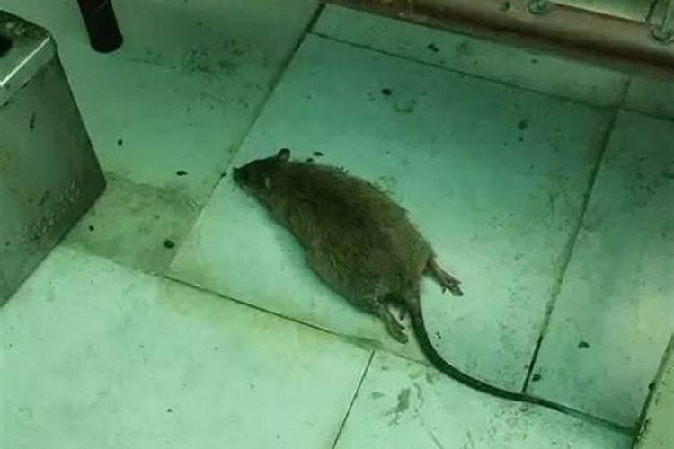 梦见吃了死老鼠