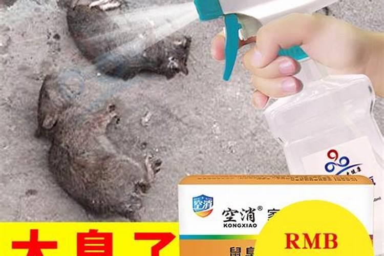 做梦梦见腐烂老鼠